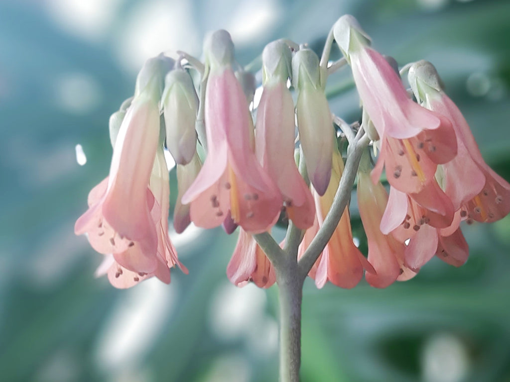 Plantas en Primavera… ¿Qué debo hacer?